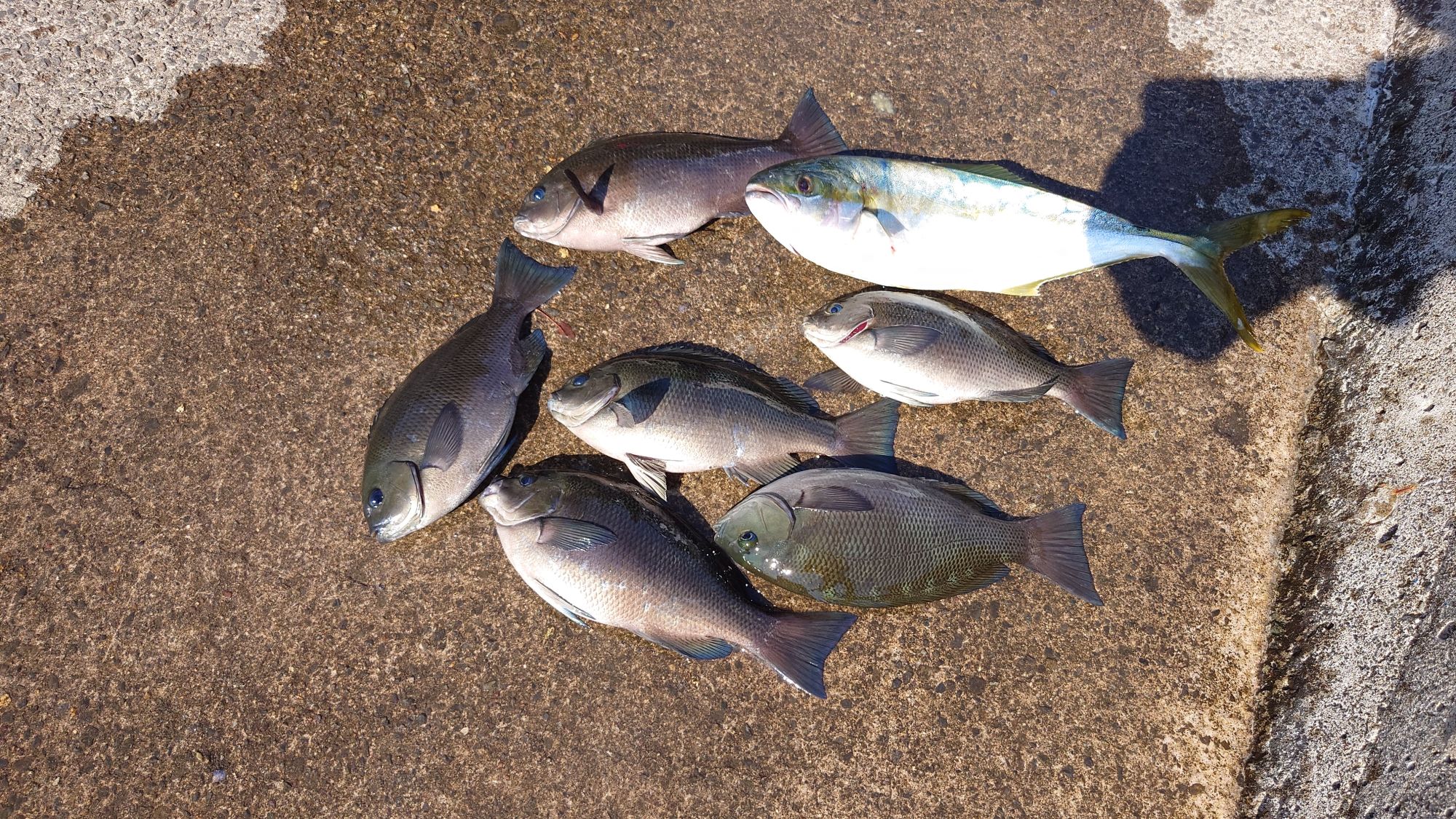 小マサ、グレ、