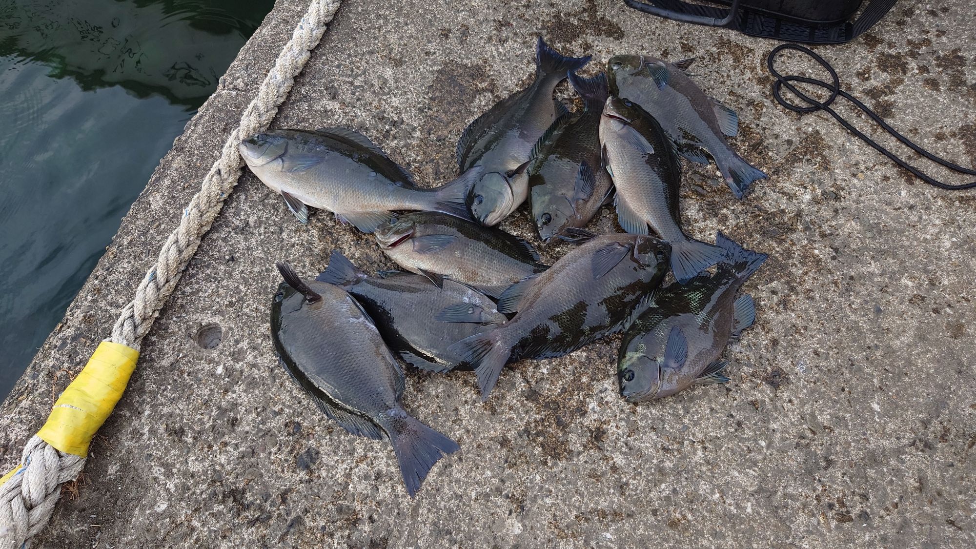 尾長グレ、口太グレ、