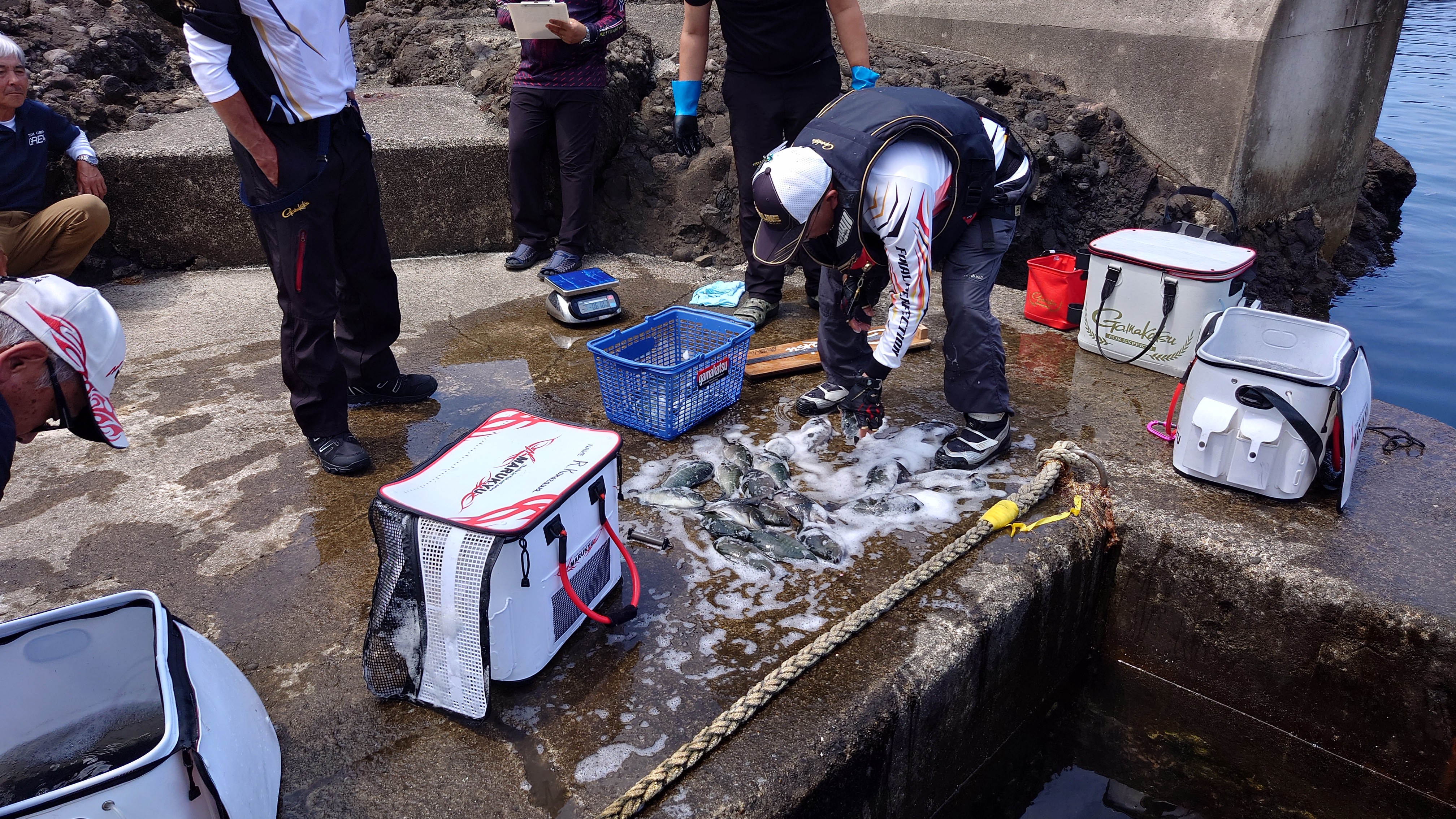 福井釣連盟グレ釣り大会