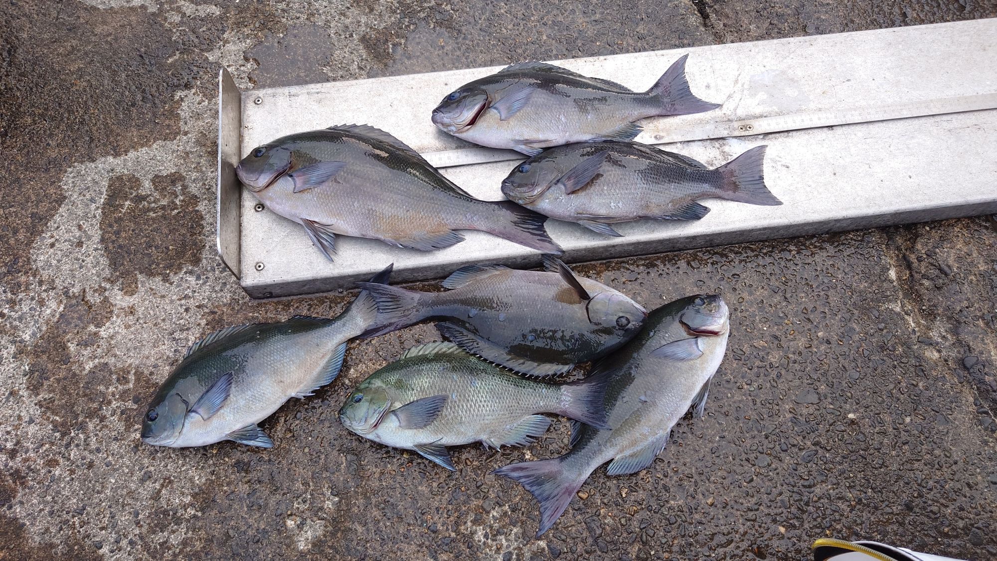 尾長グレ35ｃｍ、口太グレ