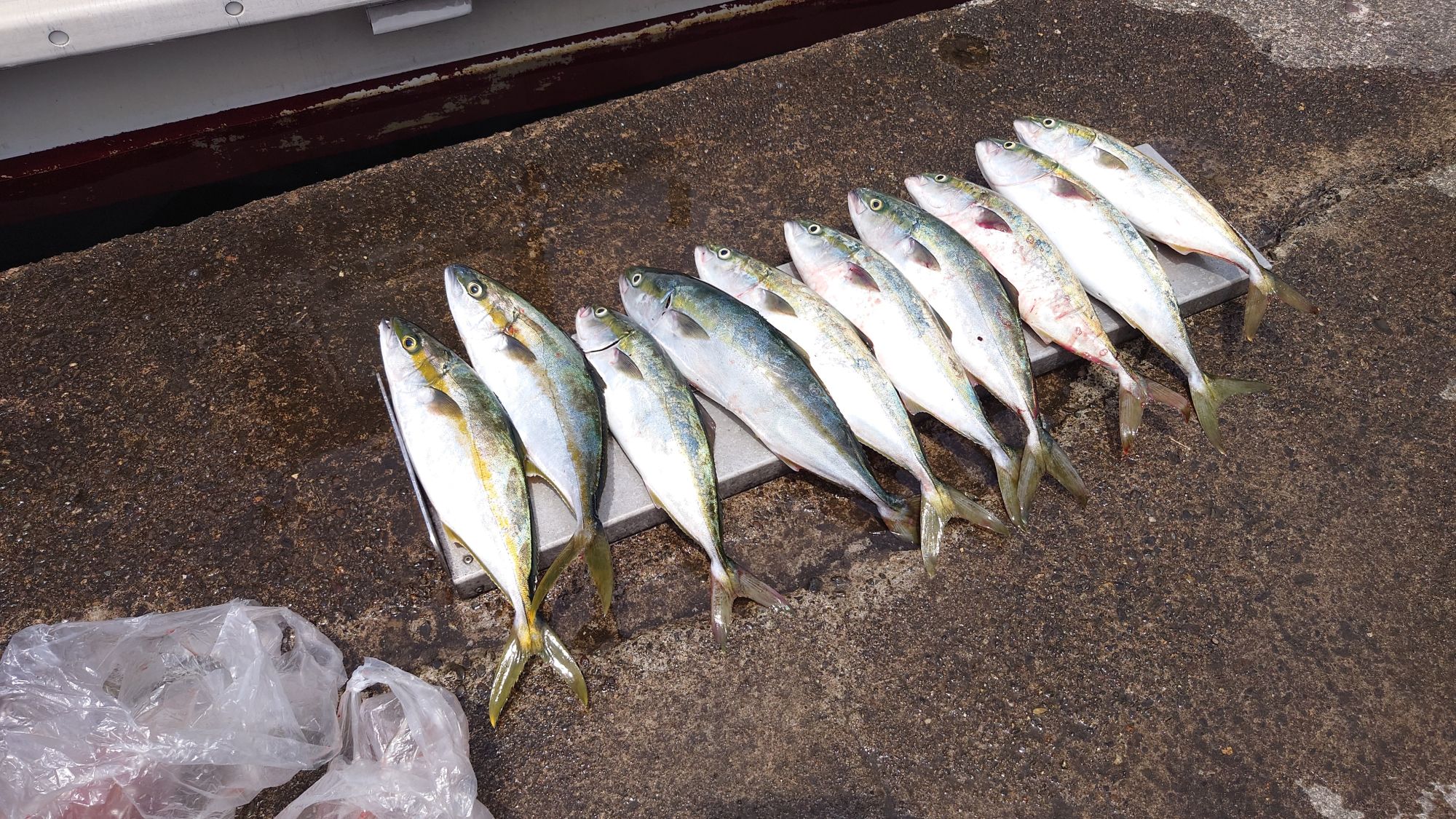 小マサ、ツバス、