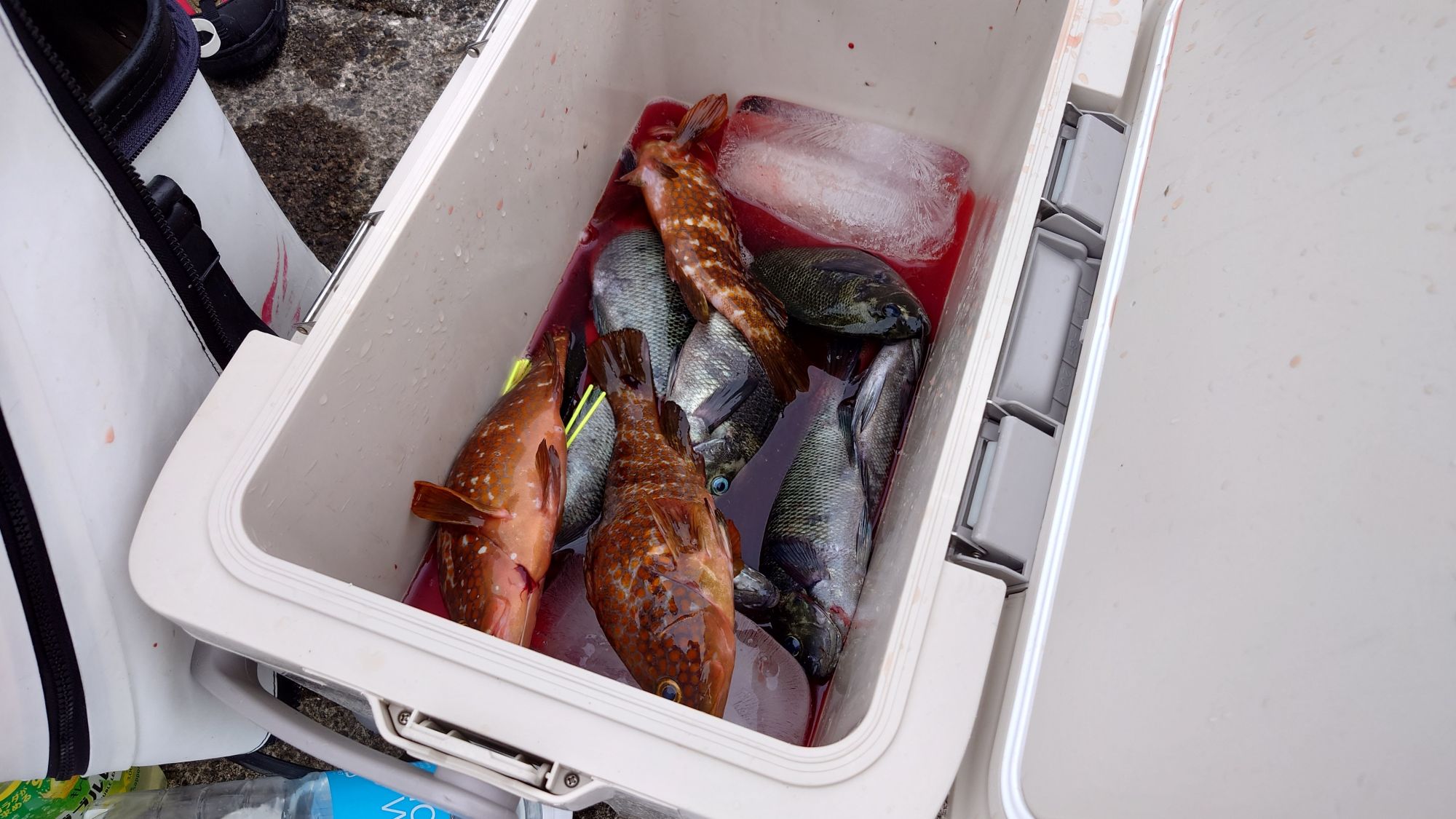 口太グレ、キジハタ