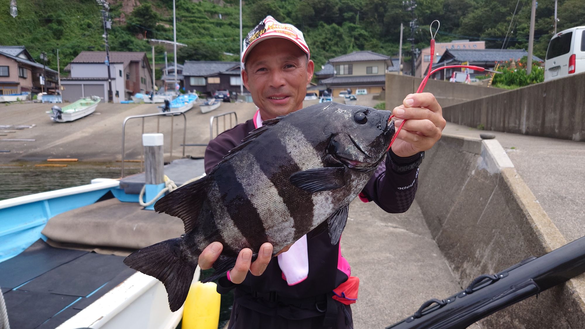 イシダイ、51cm