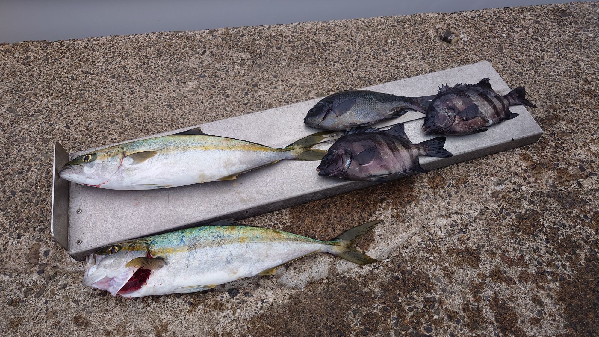 ヒラマサ、グレ、サンバソウ