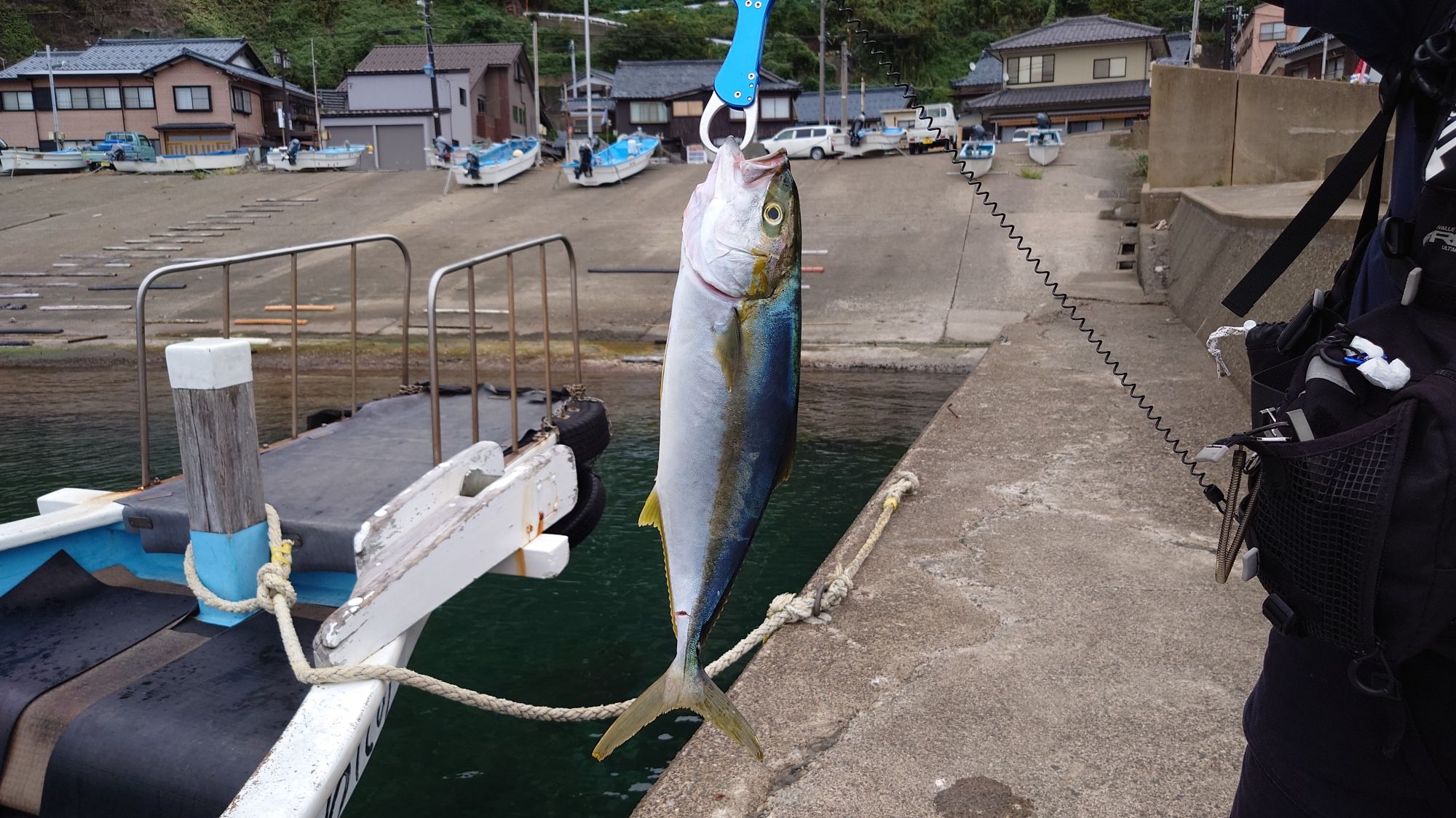 ヒラマサ