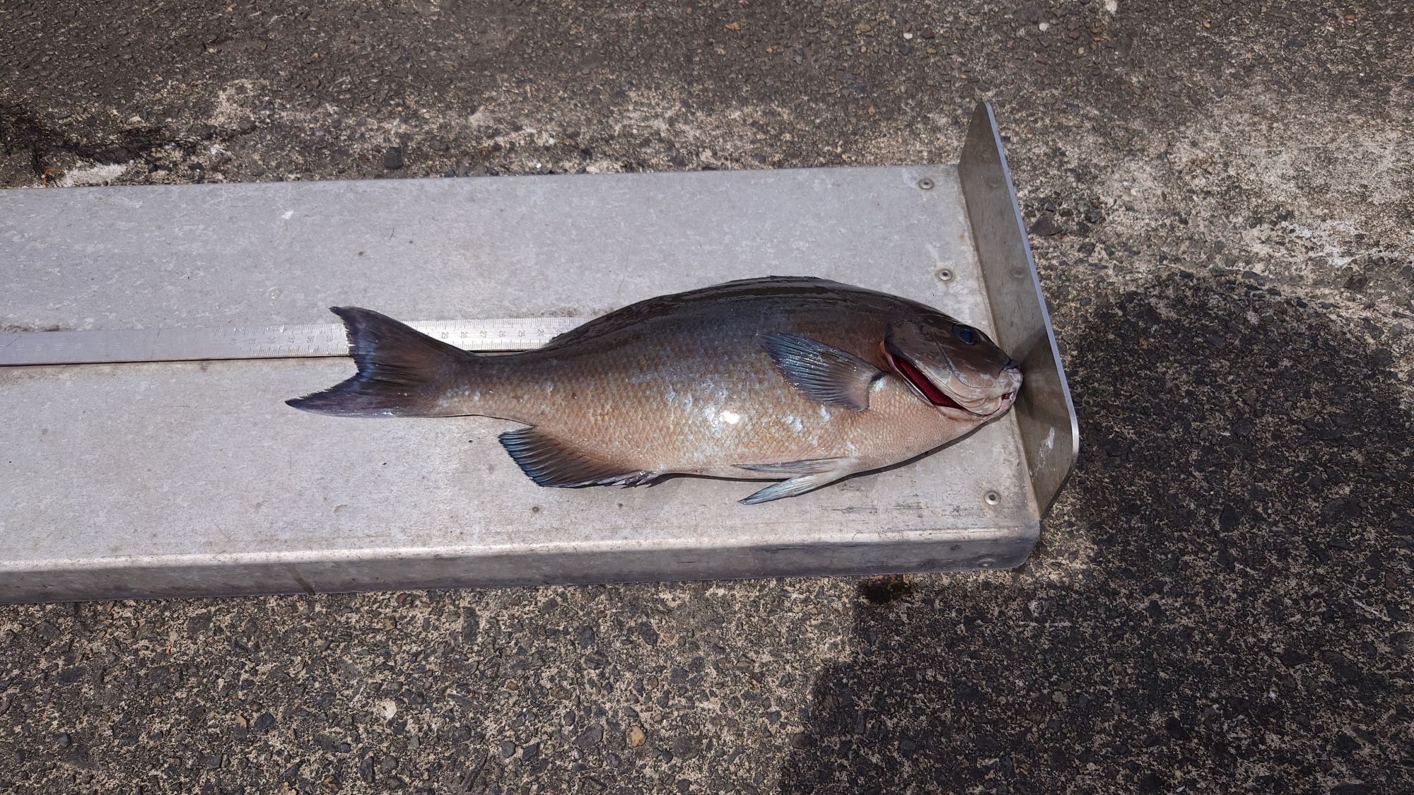尾長グレ、36cm