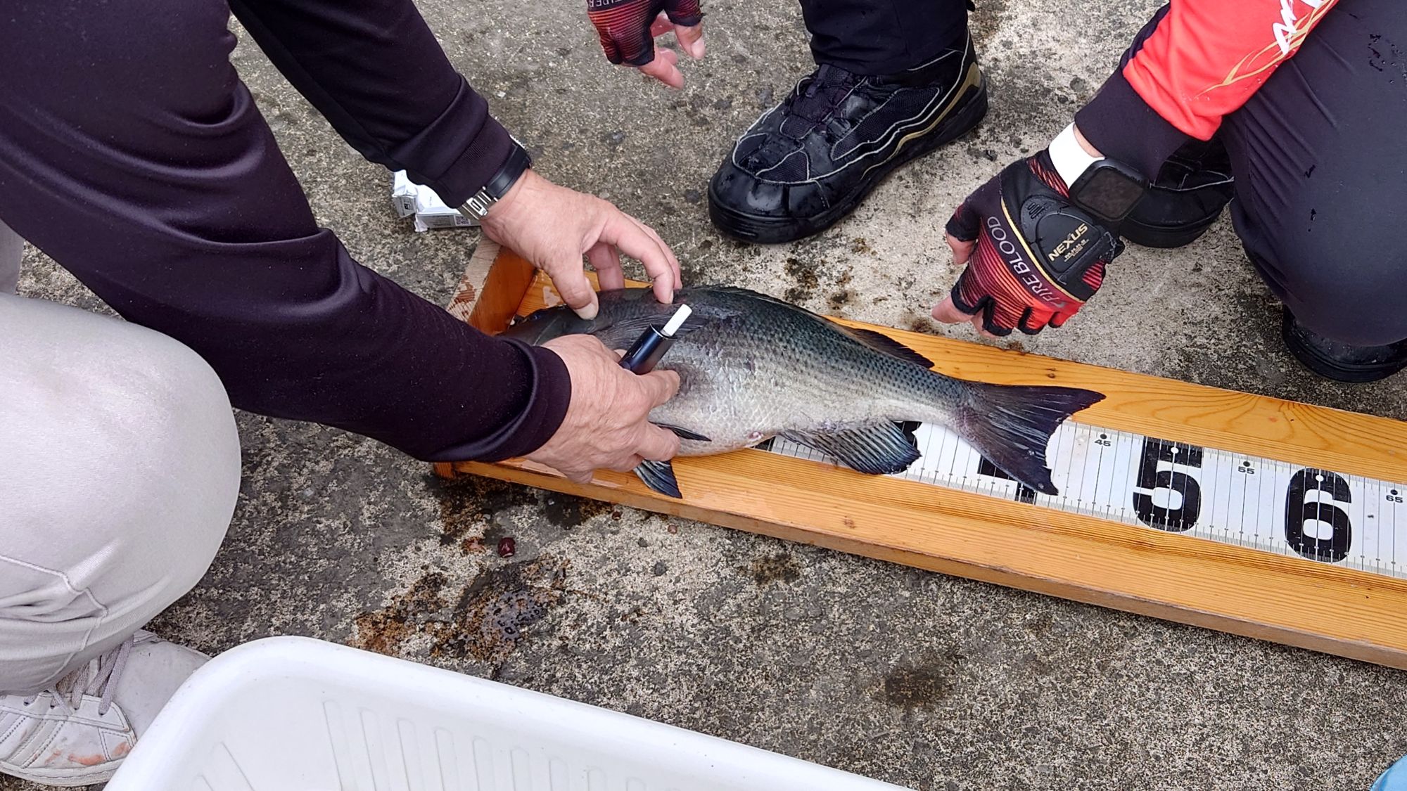 口太グレ、45.2cm