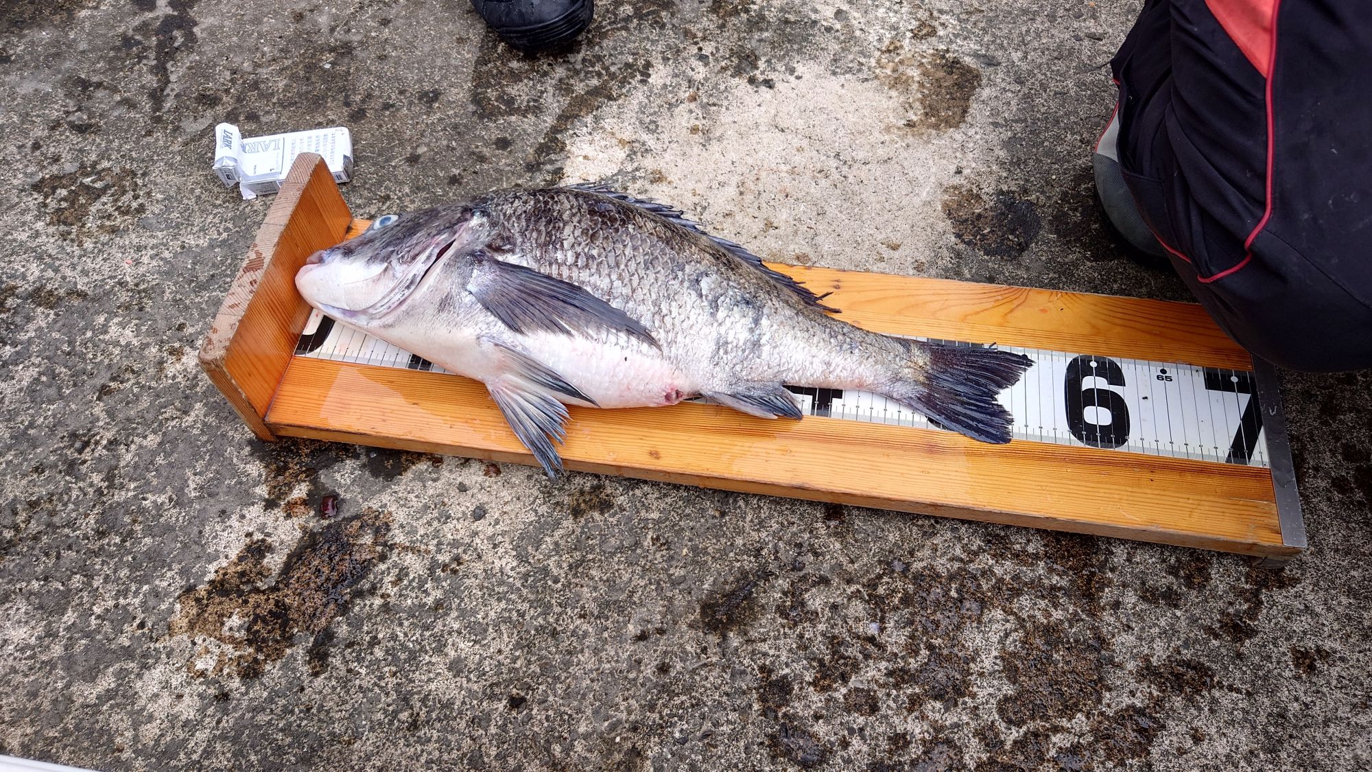クロダイ、56cm