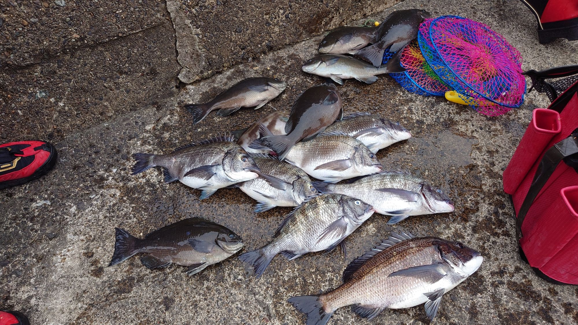 口太グレ、クロダイ、