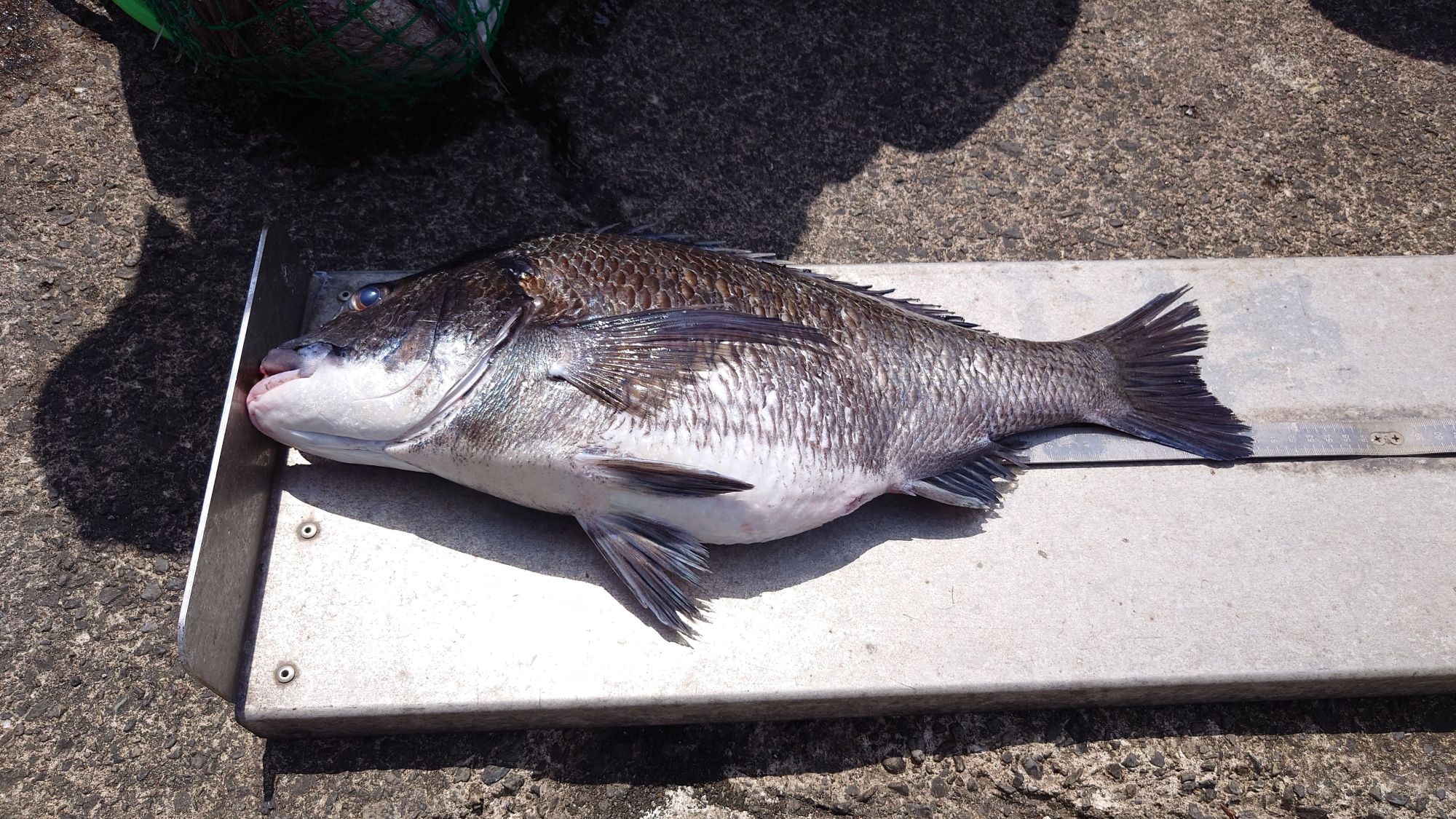 クロダイ、50cm