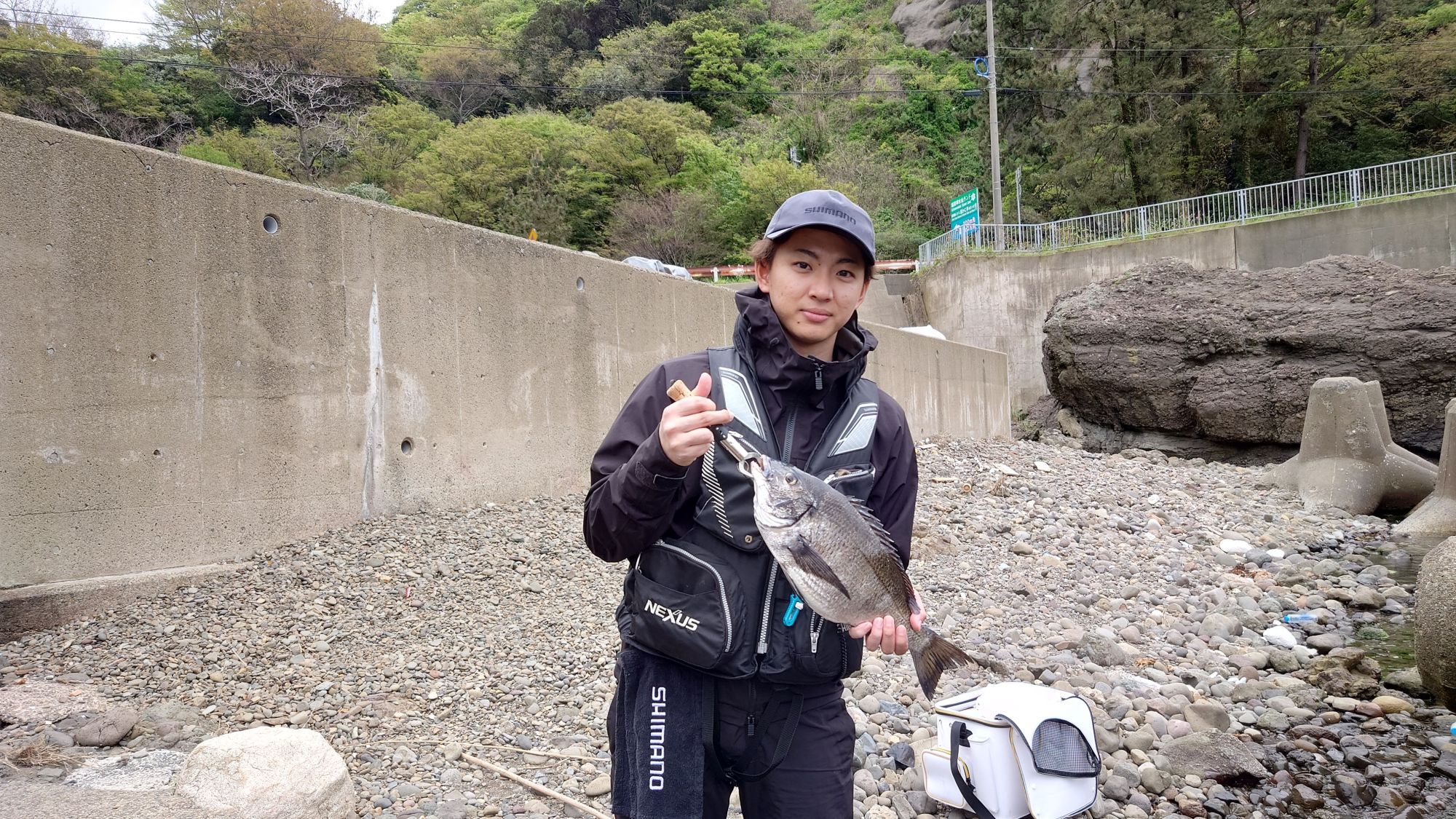 クロダイ、
