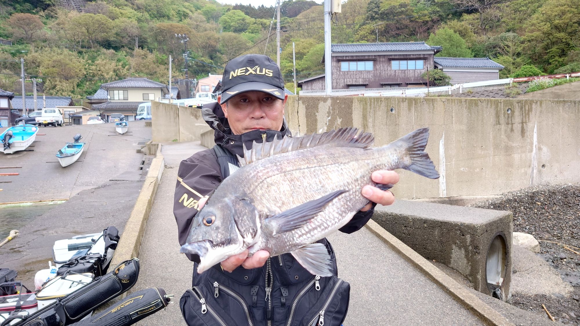 クロダイ、