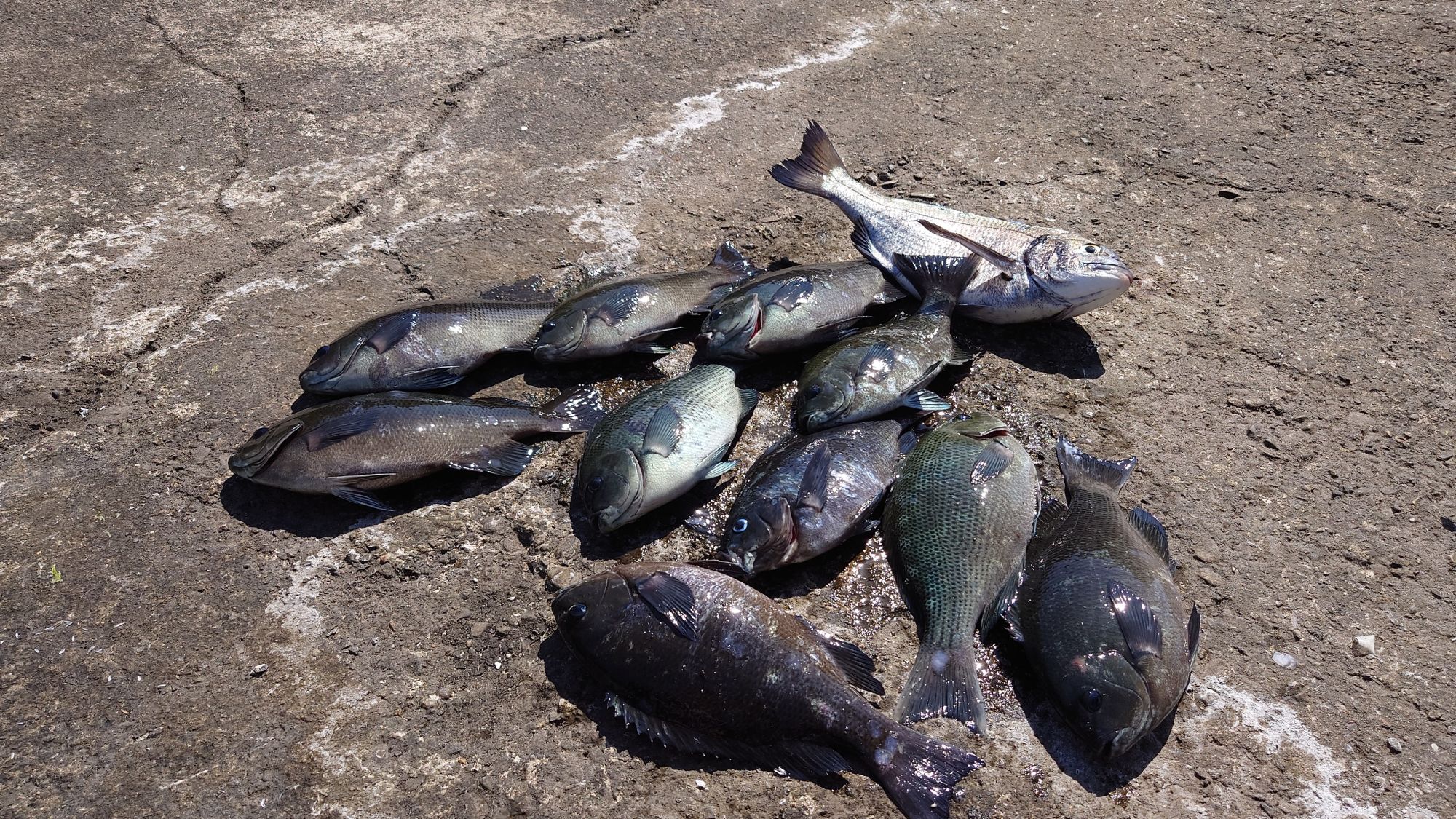 口太グレ、クロダイ、