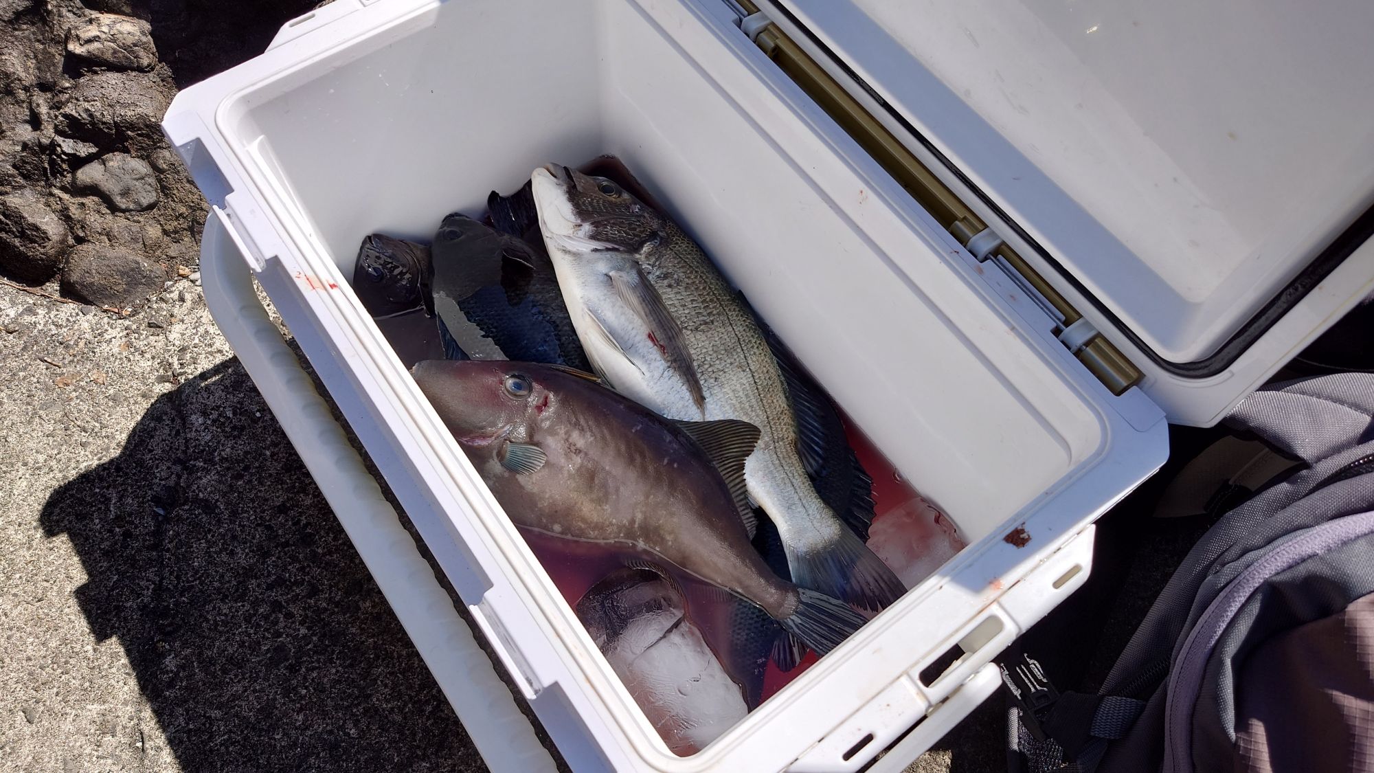 クロダイ、口太グレ、ウマズラハギ、