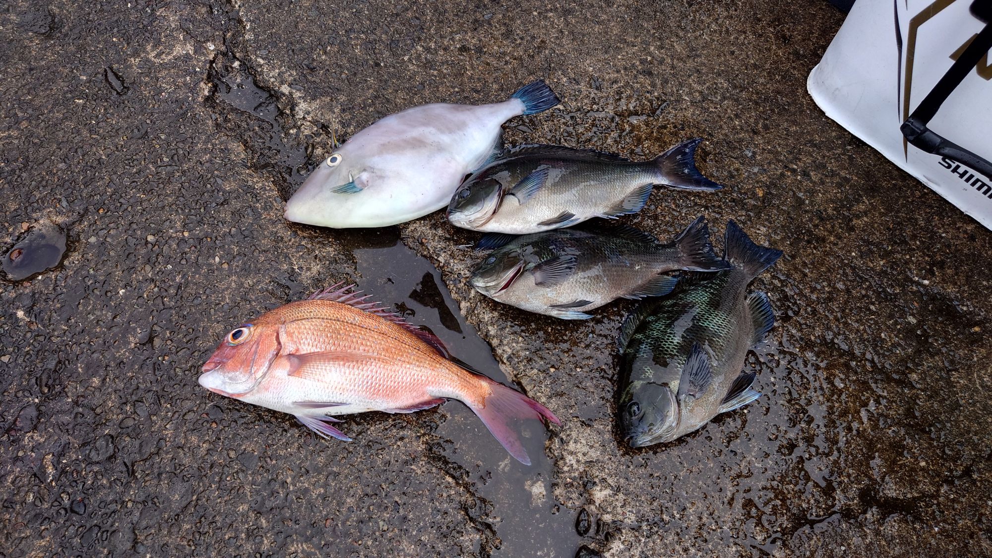 口太グレ、マダイ、ウマズラハギ、