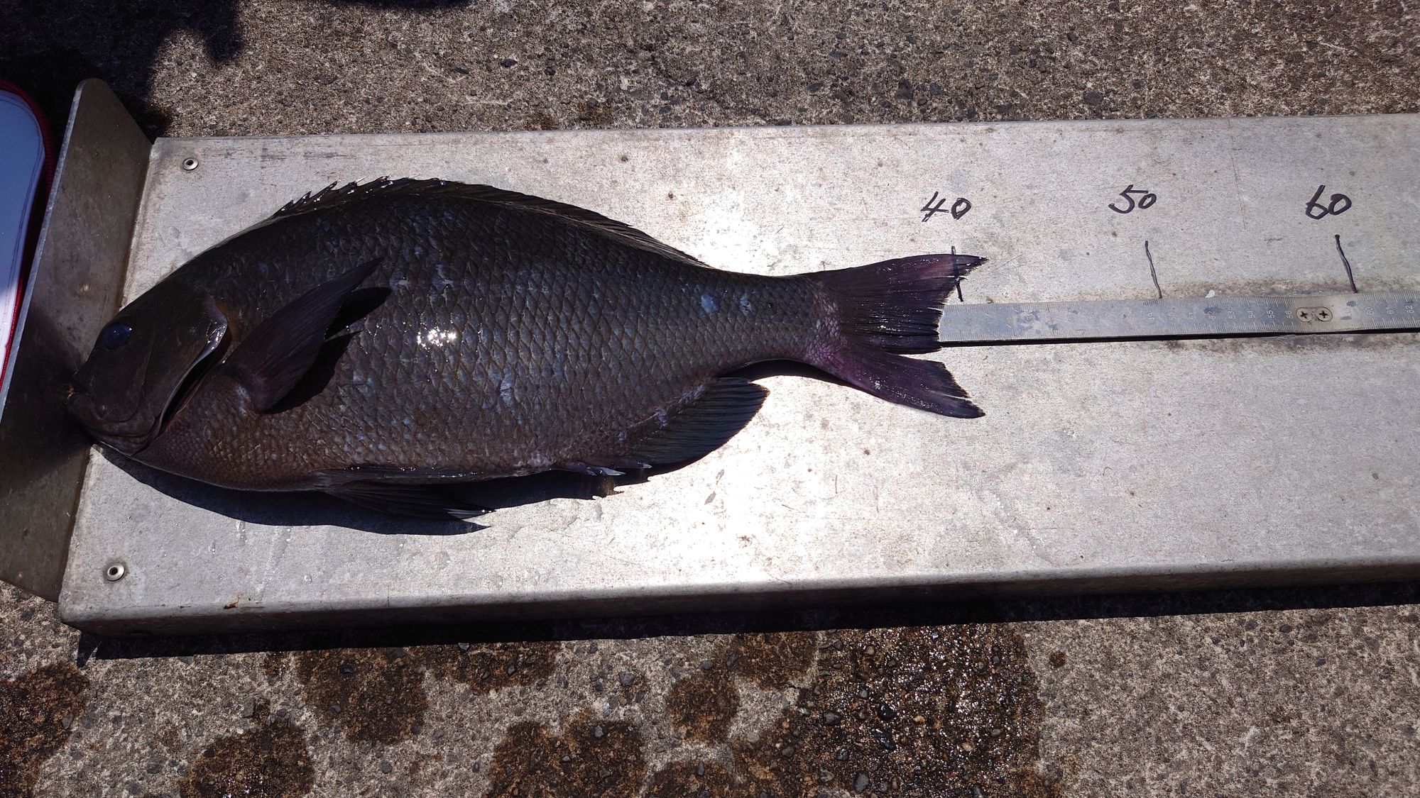 口太グレ、41.5ｃｍ