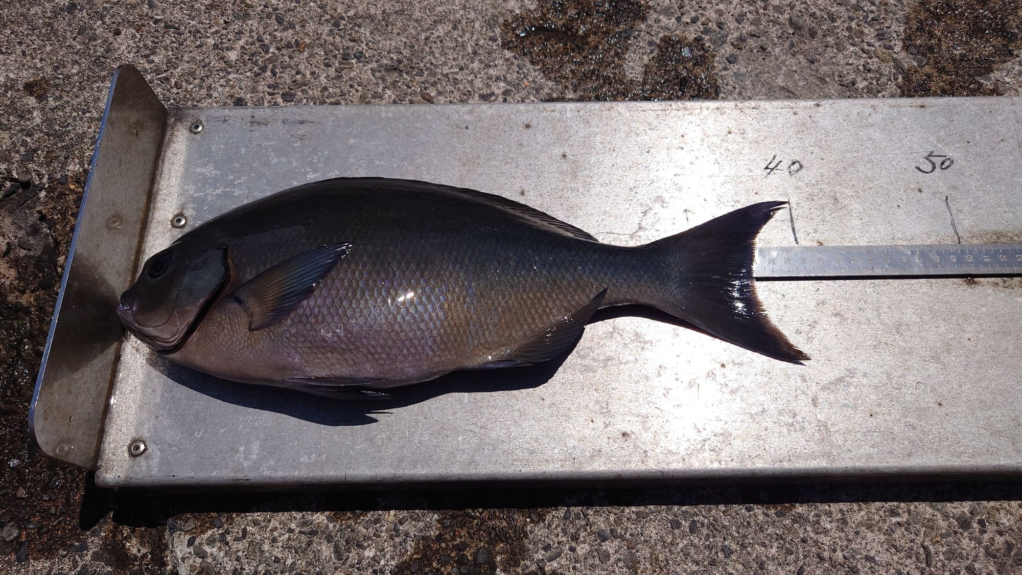 尾長グレ、40cm
