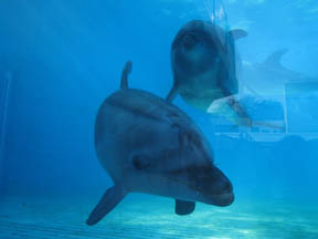 越前松島水族館